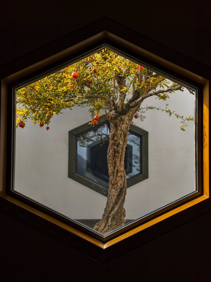 A pomegranate tree framed in a unique hexagonal window, merging nature and architecture.